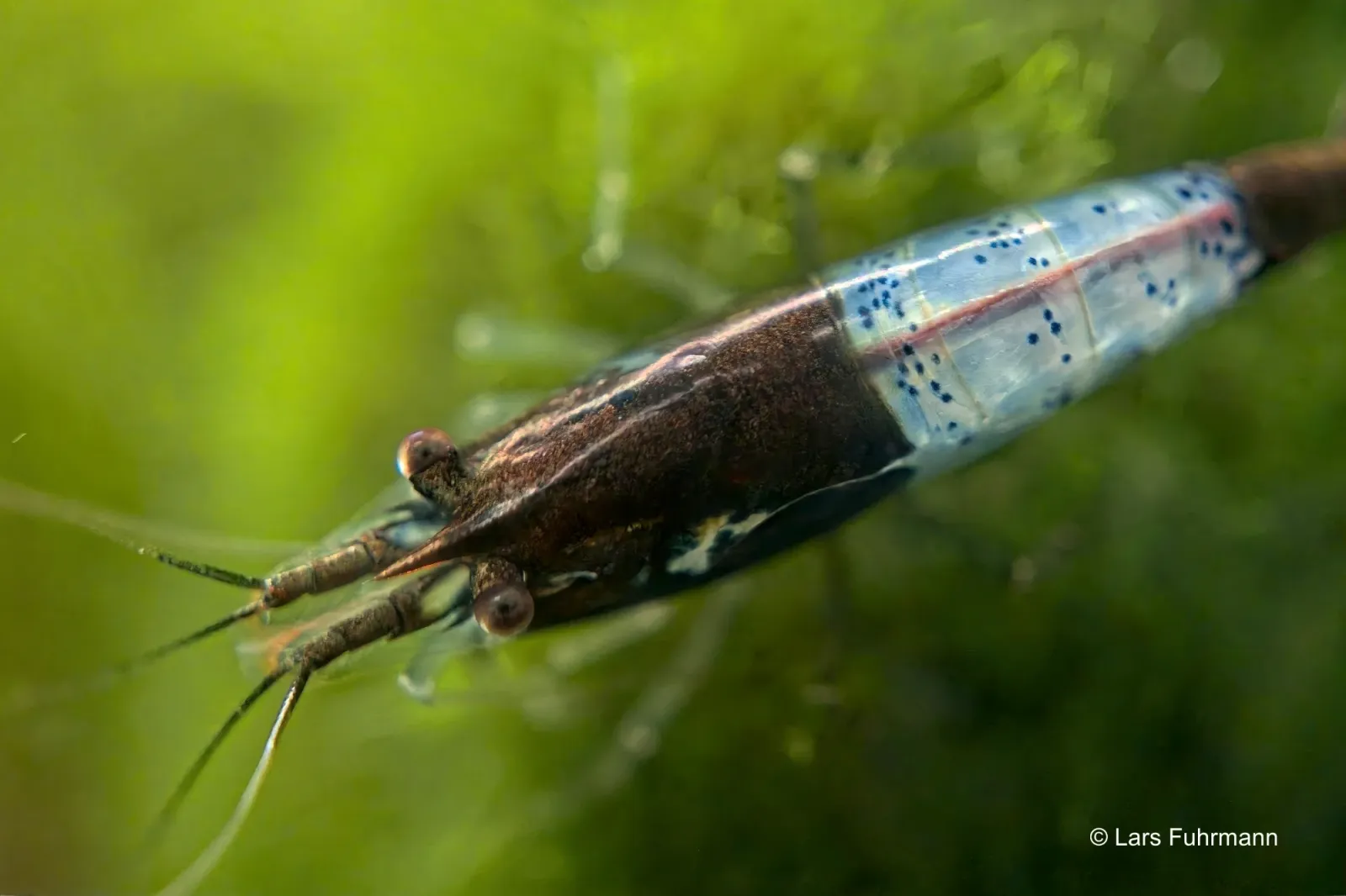 Carbon Rili Garnele - Neocaridina davidi